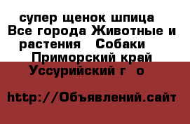 супер щенок шпица - Все города Животные и растения » Собаки   . Приморский край,Уссурийский г. о. 